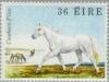 Colnect-128-645-Connemara-Pony--quot-Coosheen-Finn-quot--Equus-ferus-caballus.jpg