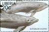 Colnect-3977-598-Common-Bottlenose-Dolphin-Tursiops-truncatus.jpg