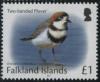 Colnect-4412-805-Two-banded-Plover-Charadrius-falklandicus.jpg