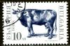 Colnect-1429-490-Domestic-Cow-Bos-primigenius-taurus.jpg