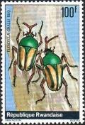 Colnect-2396-419-Flamboyant-Flower-Beetle-Eudicella-gralli.jpg