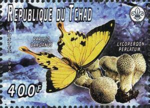 Colnect-2995-029-African-Swallowtail-Papilio-dardanus-Common-Puffball-Lyc.jpg