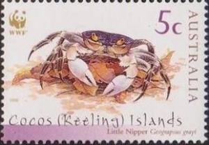 Colnect-1881-461-Little-Nipper-Crab-Geograpsus-grayi-.jpg