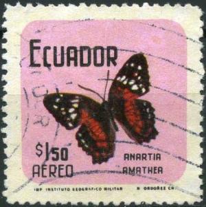 Colnect-2305-182-Scarlet-Peacock-Anartia-amathea.jpg