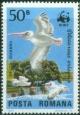 Colnect-743-516-Dalmatian-Pelican-Pelecanus-crispus.jpg