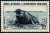 Colnect-885-950-Southern-Elephant-Seal-Mirounga-leonina.jpg