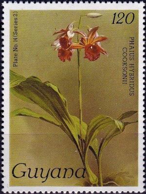 Colnect-4135-391-Phaius-cooksonii.jpg