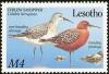 Colnect-1725-564-Curlew-Sandpiper%C2%A0Calidris-ferruginea-.jpg