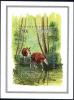 Colnect-1119-370-Okapi-Okapia-johnstoni.jpg