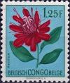 Colnect-4306-945-Protea-lemairei.jpg