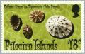 Colnect-2667-754-Limpet-Cellana-sp-and-False-Limpet-Siphonaria-sp.jpg