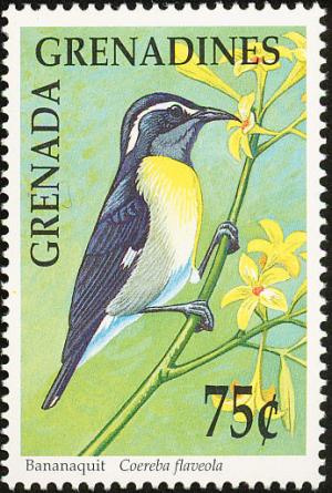 Colnect-2193-359-Bananaquit-Coereba-flaveola.jpg