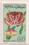 Colnect-1894-694-Box-Crab-Calappa-granulata.jpg