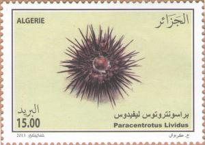 Colnect-2034-076-Purple-Sea-Urchin-Paracentrotus-lividus.jpg