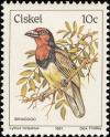 Colnect-1476-729-Black-collared-Barbet-Lybius-torquatus.jpg