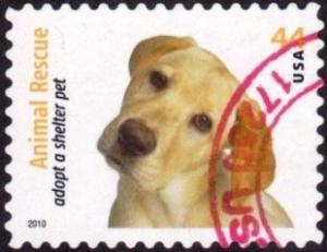 Colnect-1699-655-Yellow-Labrador-Retreiver-Canis-lupus-familiaris.jpg