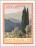 Colnect-171-714-Italian-Cypress-Cupressus-sempervirens---Cupressaceae.jpg