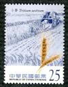 Colnect-1854-378-Triticum-aestivum.jpg