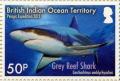 Colnect-3623-343-Grey-Reef-Shark-Carcharhinus-amblyrhynchos.jpg
