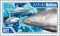 Colnect-4291-070-Gray-Reef-Shark-Carcharhinus-amblyrhynchos.jpg