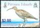 Colnect-2517-364-Bristle-thighed-Curlew-Numenius-tahitiensis-on-rock.jpg