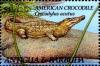 Colnect-1833-953-American-Crocodile-Crocodylus-acutus.jpg