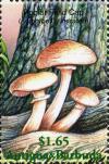 Colnect-2031-909-Agrocybe-cylindracea.jpg