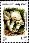 Colnect-2224-356-Oyster-mushroom-Pleurotus-spodoleucus.jpg