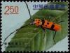 Colnect-3551-605-Beetle-Rosalia-formosa-conviva.jpg