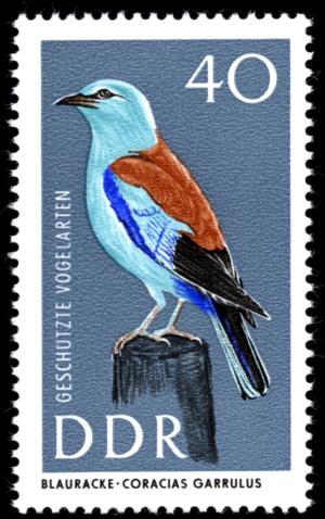 Colnect-1974-960-European-Roller-Coracias-garrulus.jpg