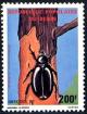 Colnect-2302-541-Rhinoceros-Beetle-Oryctes-sp-.jpg