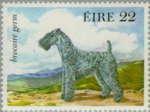 Colnect-128-718-Kerry-Blue-Terrier-Canis-lupus-familiaris.jpg
