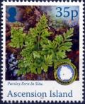 Colnect-3418-741-Parsley-fern-in-situ.jpg