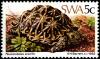 Colnect-5209-164-Serrated-Tortoise-Psammobates-oculifer.jpg