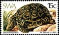 Colnect-5209-165-Leopard-Tortoise-Geochelone-pardalis.jpg