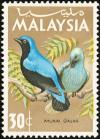 Colnect-2359-646-Asian-Fairy-bluebird-Irena-puella.jpg