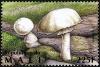 Colnect-2607-012-European-Solitary-Lepidella-Amanita-solitaria.jpg