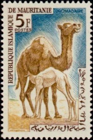 Colnect-872-004-Dromedary-Camelus-dromedarius.jpg