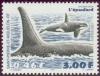 Colnect-878-682-Killer-Whale-Orcinus-orca.jpg