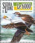 Colnect-3566-049-King-Eider---Somateria-spectabilis.jpg