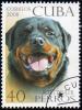 Colnect-1646-542-Rottweiler-Canis-lupus-familiaris.jpg
