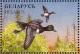 Colnect-1047-758-Greater-Scaup-Aythya-marila.jpg