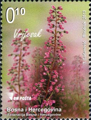 Colnect-4422-273-Satureja-montana.jpg