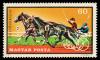 2704_Horses_60.jpg