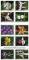 Colnect-6514-446-Wild-Orchids-Se-tenant-Block-from-Booklet.jpg