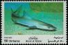 Colnect-2189-010-Grey-Reef-Shark-Hypogaleus-balfouri.jpg