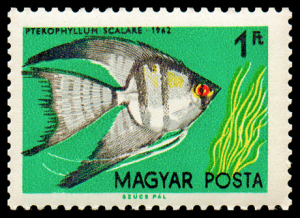 1442_fish_100.png