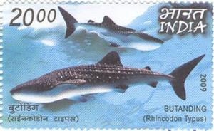 Colnect-545-439-Whale-Shark-Rhincodon-typus.jpg