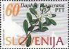 Colnect-681-674-Flowers-of-Slovenia-Daphne-blagayana.jpg