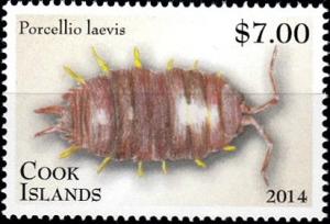 Colnect-2397-595-Smooth-Slater-Porcellio-laevis.jpg